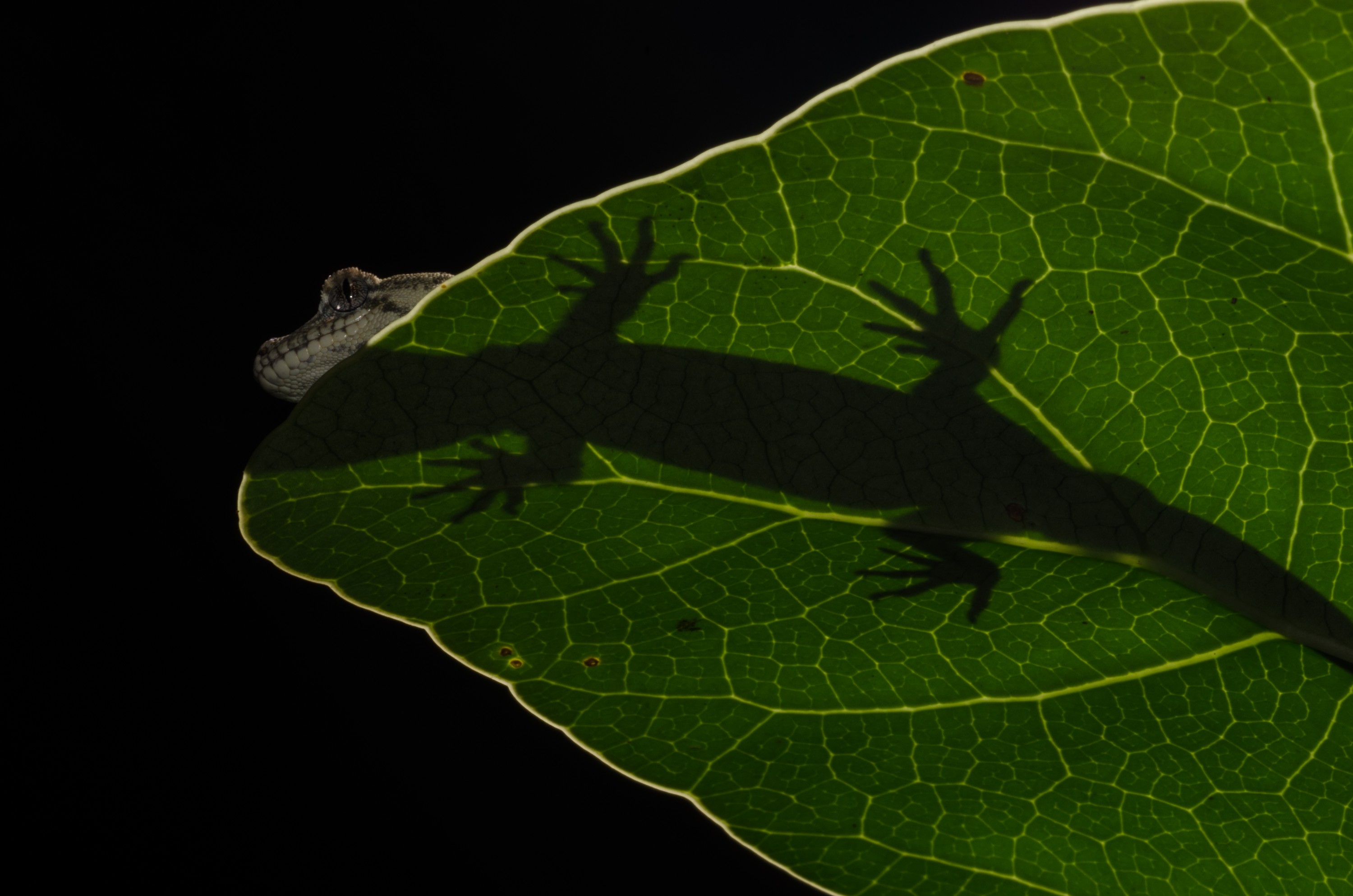 DSC_5151 – Forest, gecko, Hoplodactylus, granulatus, lizard, Crispin, reptiles, amphibians, rare, cold, blood, new, new zealand, zealand, nz